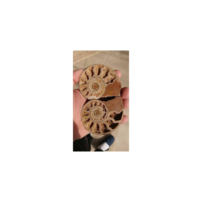 Ammonites polies maroc AMP1 196 grammes 88mmx73mm