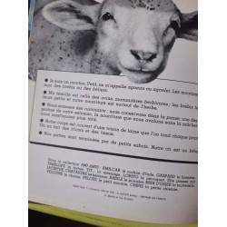 Pelote le petite mouton