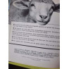 Pelote le petite mouton