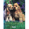Vie des chiens