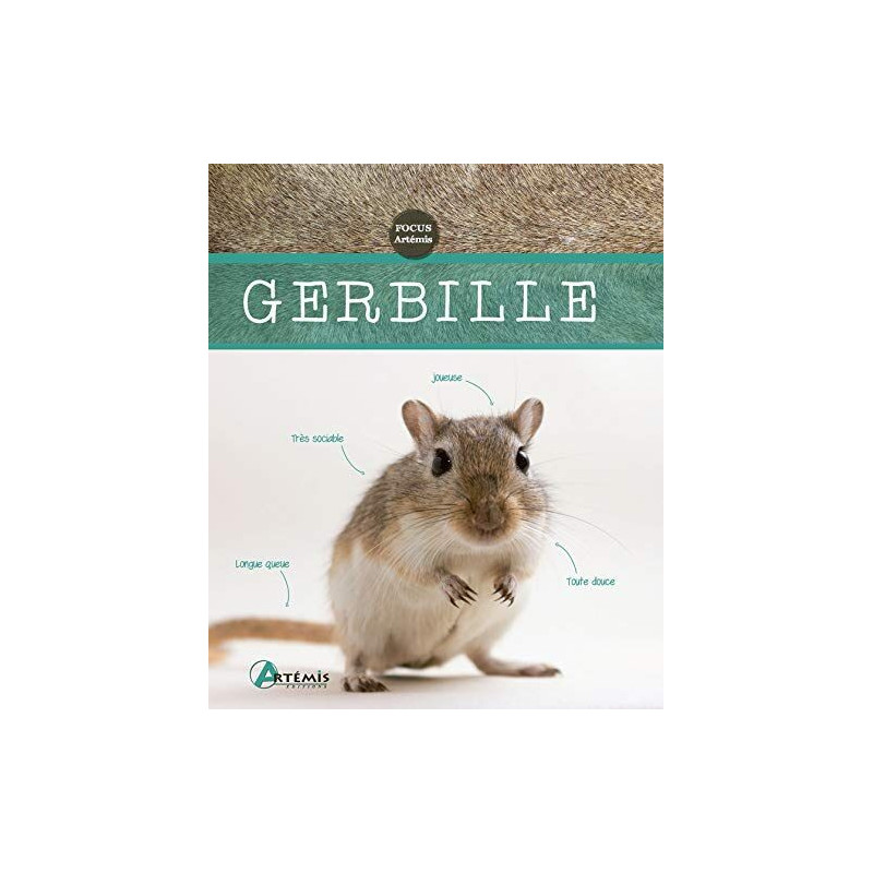 Gerbille