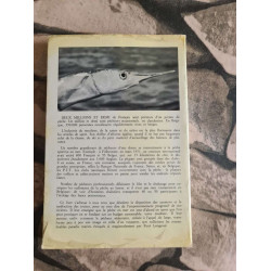 La peche en mer des baleares au groenland/ sport et technique