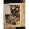 Plantes de roicalles