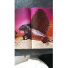 Les animaux prehistoriques l extraordinaire histoire de la vie...