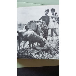 Pelote le petit mouton