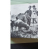 Pelote le petit mouton