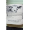 Pelote le petit mouton