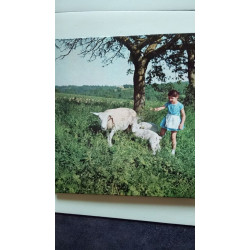 Pelote le petit mouton