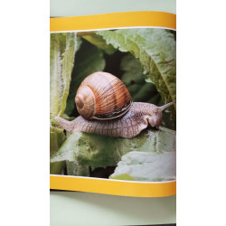 L'Escargot. Paisible Dormeur