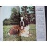 Les principales races de chiens