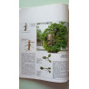 L'art du Bonsai
