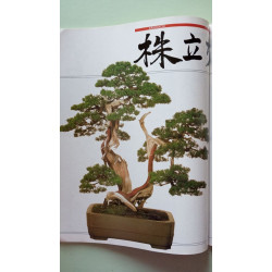 L'art du Bonsai