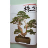 L'art du Bonsai