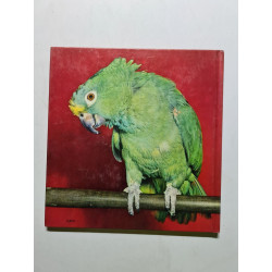 Lorito le perroquet