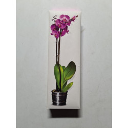 Orchidées