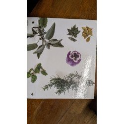 Herbe et plantes