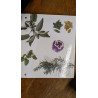 Herbe et plantes