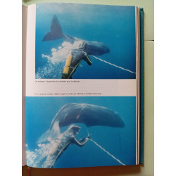 Nos amies les baleines