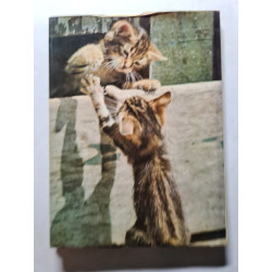 Les Chatons