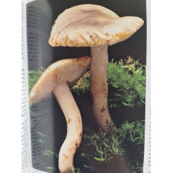 Les sous-bois et leurs mystères