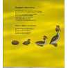 Qu'est-ce qu'un oiseau