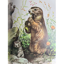 Bébés animaux d'Europe