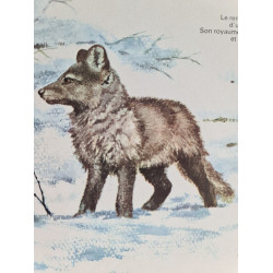 Bébés animaux d'Asie