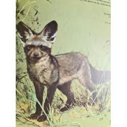 Bébés animaux d'Afrique