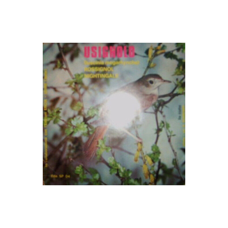 Usignolo (Luscinia megarhyncha)