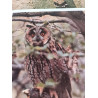 Les oiseaux de Lorraine