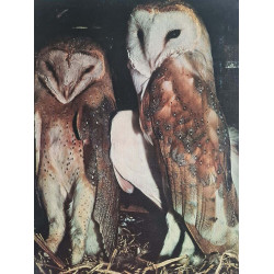 Les oiseaux de Lorraine