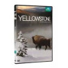 Yellowstone la lutte pour la vie [FR Import] - Neuf sous blister