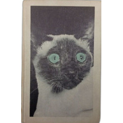Les chats dans le beffroi