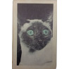 Les chats dans le beffroi