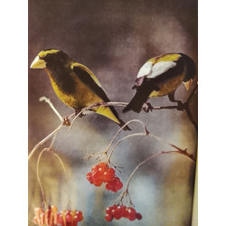 Les Oiseaux