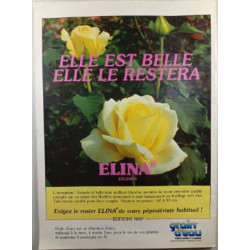 Rosiers anciens et nouvelles roses