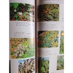 Secrets et vertus des plantes médicinales