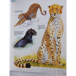 Ma Première Encyclopédie des Animaux