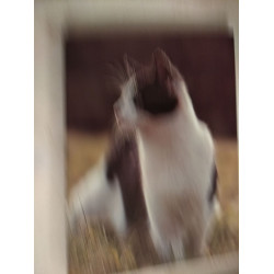 Le Monde Fascinant des Chats