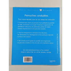 Perruches ondulées