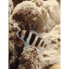 Guide complet de l'Aquarium