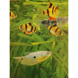 Guide complet de l'Aquarium