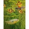 Guide complet de l'Aquarium